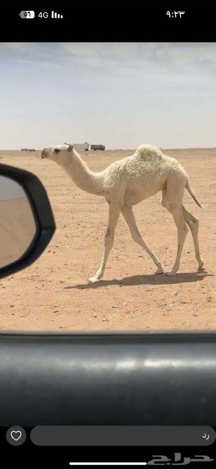 خلفه حدرها قعود باتلي 0