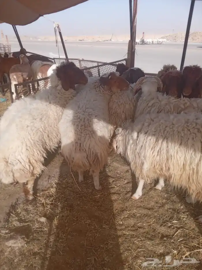 نعيمي بلدي طازج تربية 5