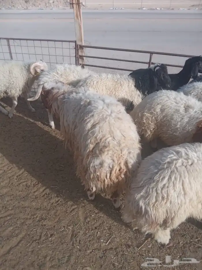 نعيمي بلدي طازج تربية 9