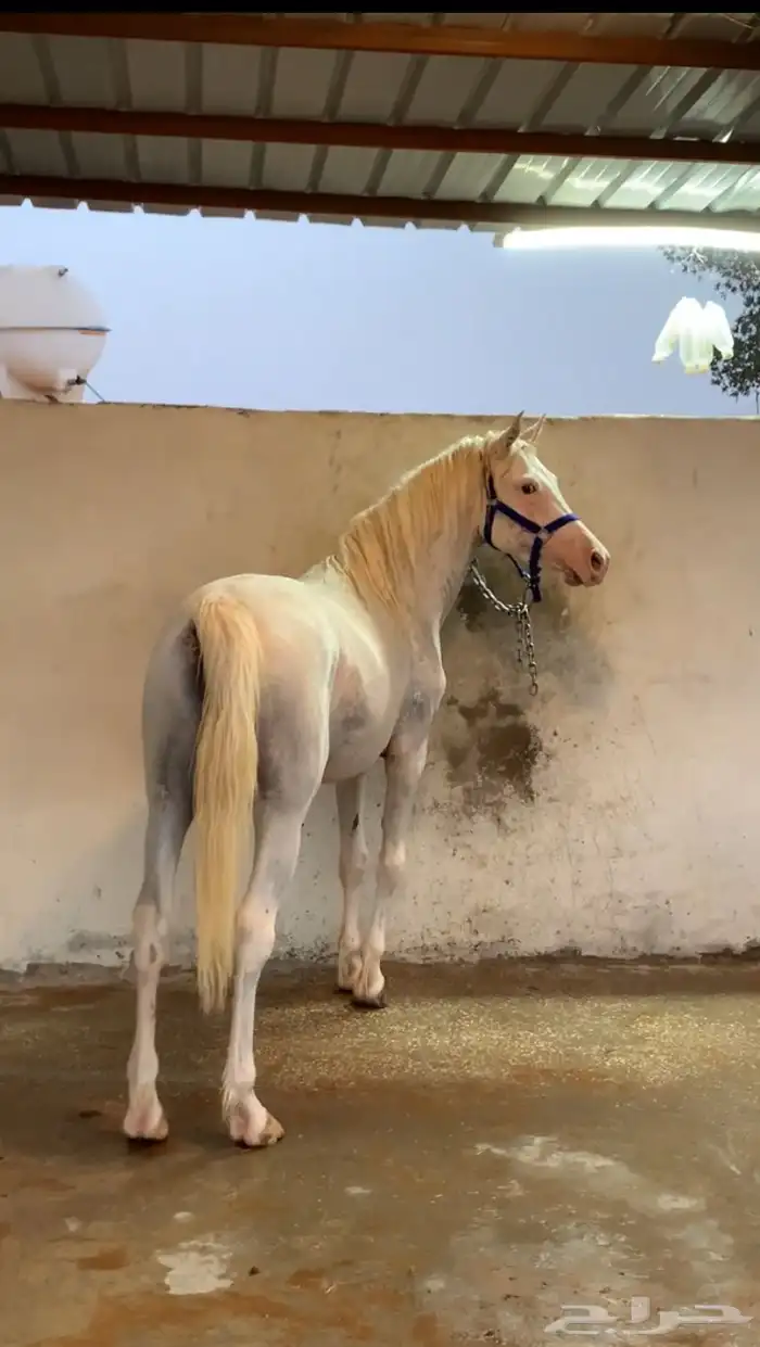 حصان شعبي 4