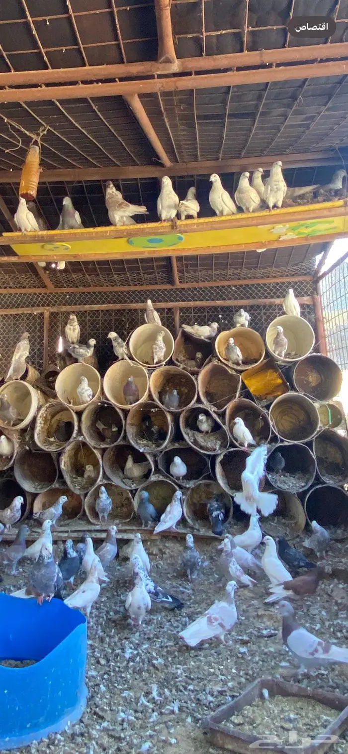 حمام بلدي للبيع بدون توصيل 1