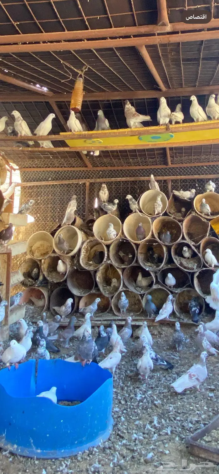 حمام بلدي للبيع بدون توصيل 0