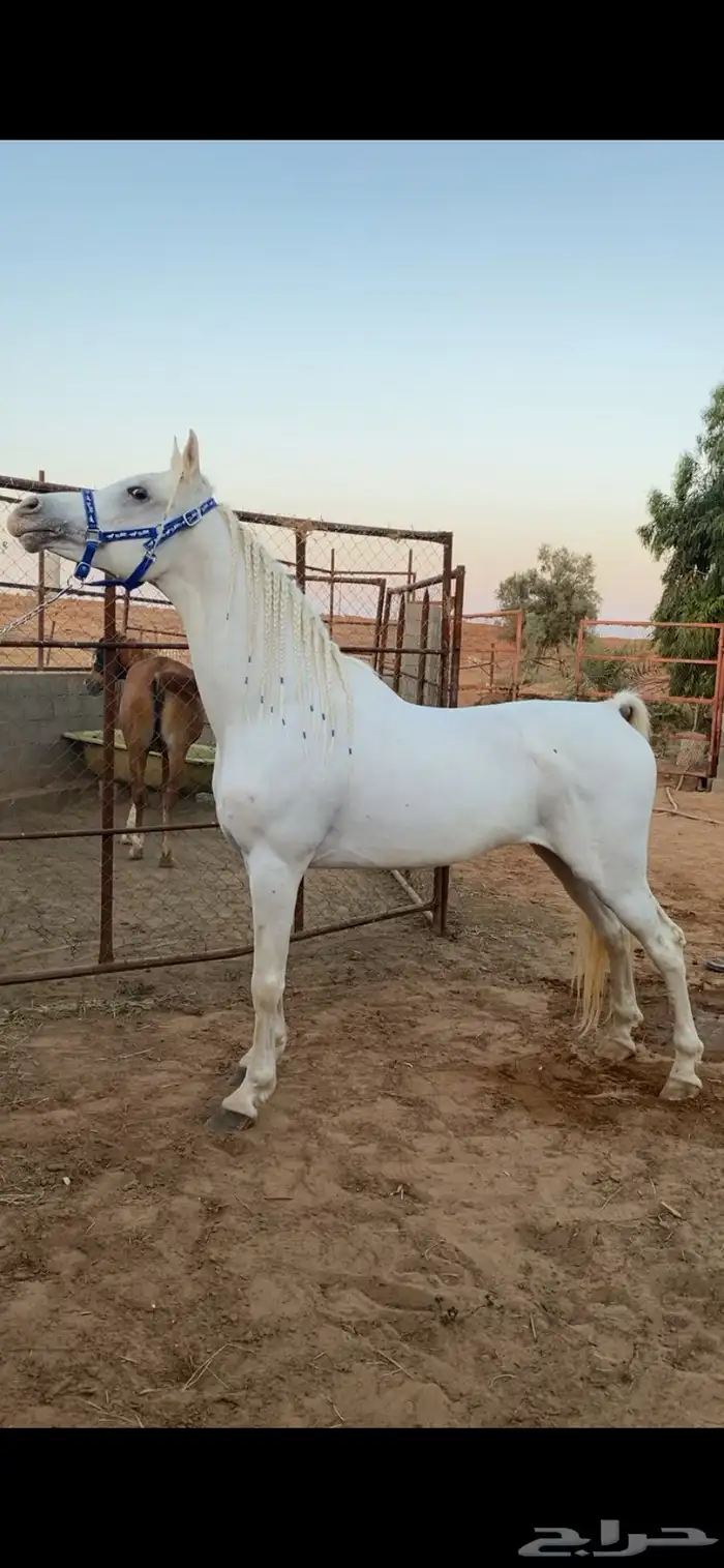 فحل مربط واهو مكس جمال 1