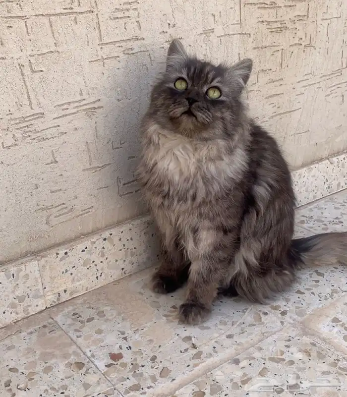 ذكر انغورا تركي للبيع 1