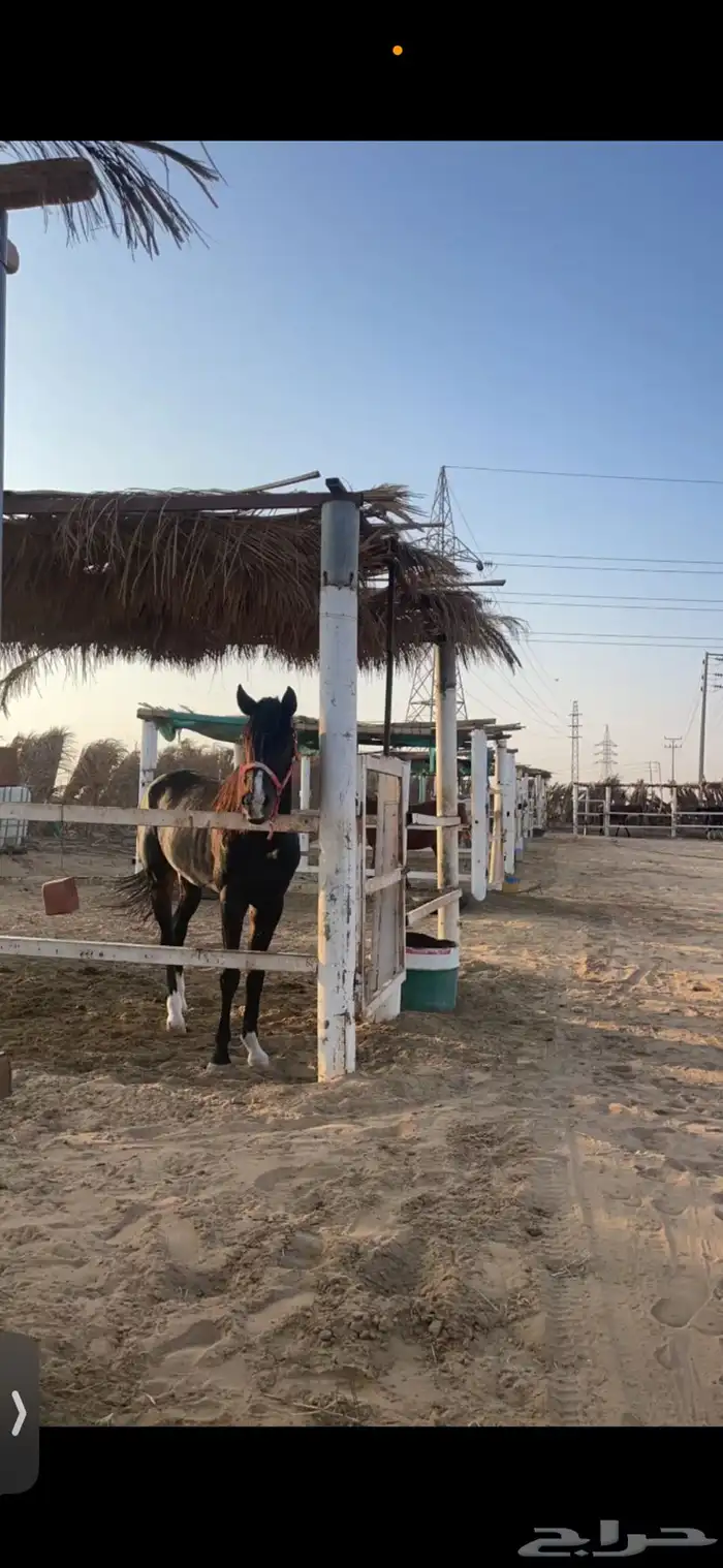 مربط القايدات 1