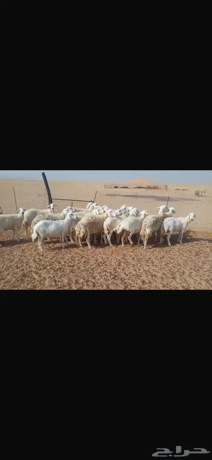 ضان شحم حيل 0