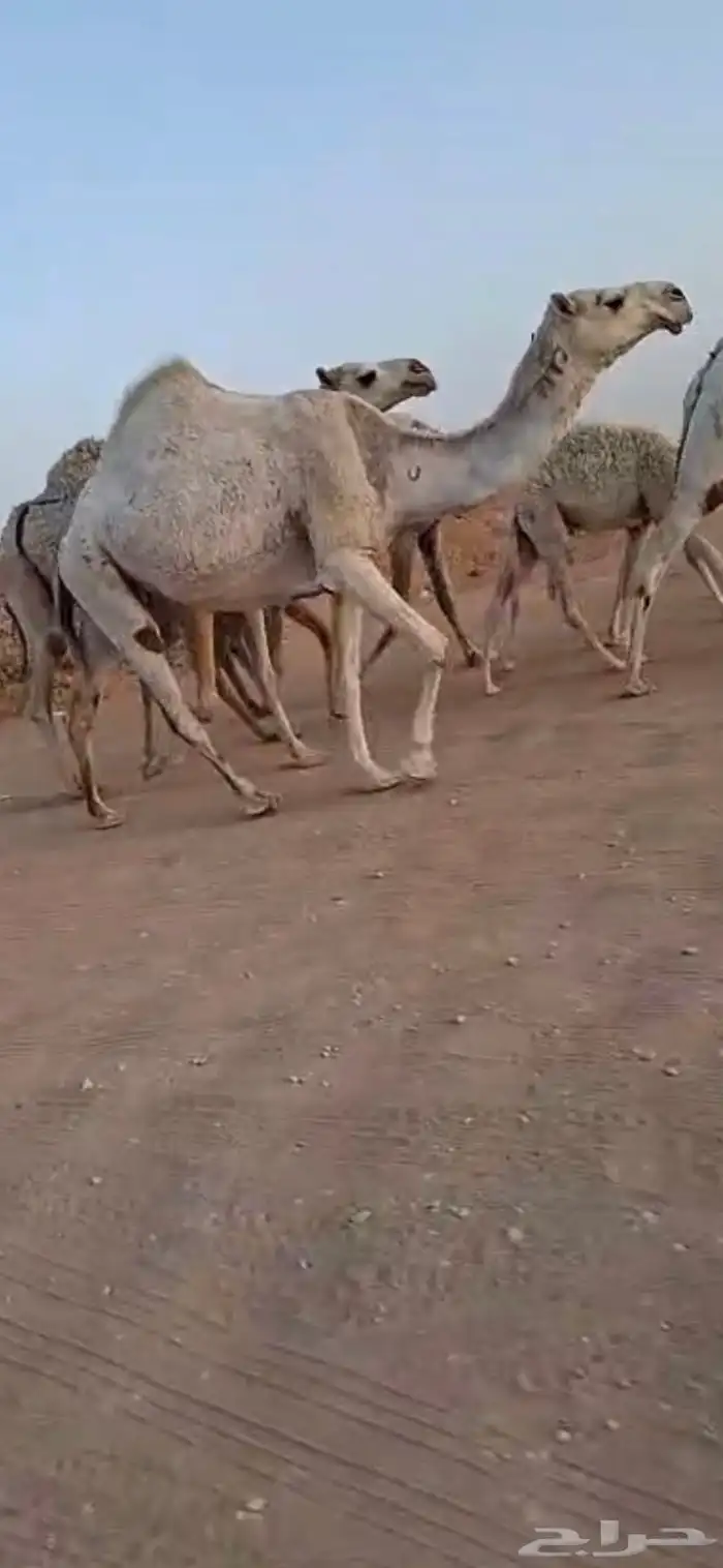 للبيع لقحه وضحا كفو حد (( تم البيع)) 1