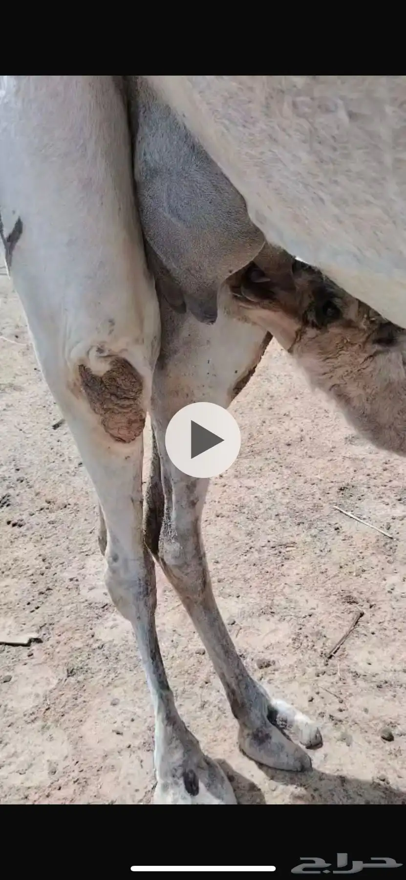 ناقه خلفه 3