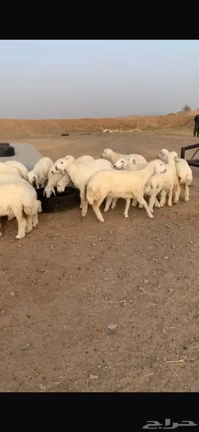 حري ذبايح ثلاجه ذبائح مناسبات عقيقه يوجد صلخ توصيل 0