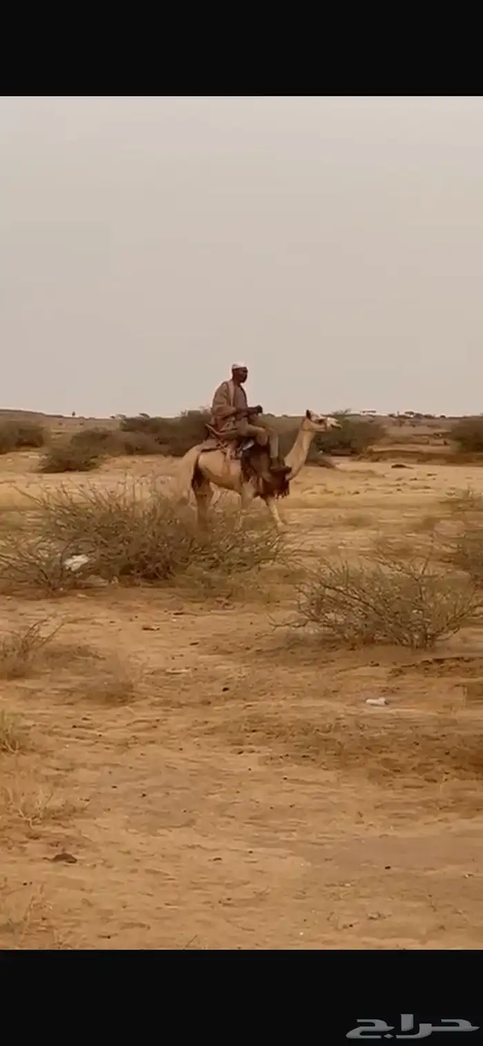 قعود حر سوداني طايع موقع المظيلف 1