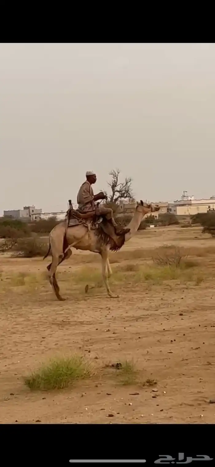 قعود حر سوداني طايع موقع المظيلف 0