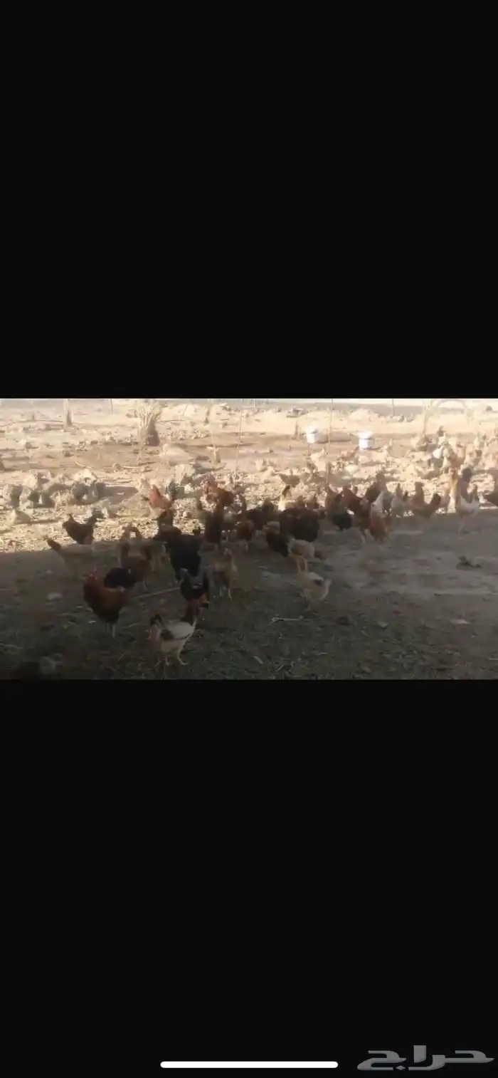 دجاج على اشرط 2