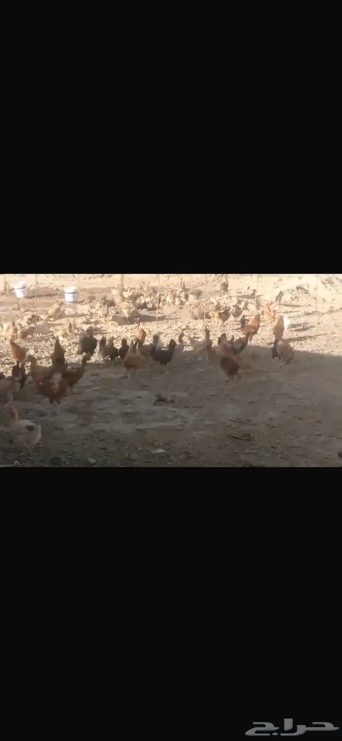 دجاج على اشرط 0