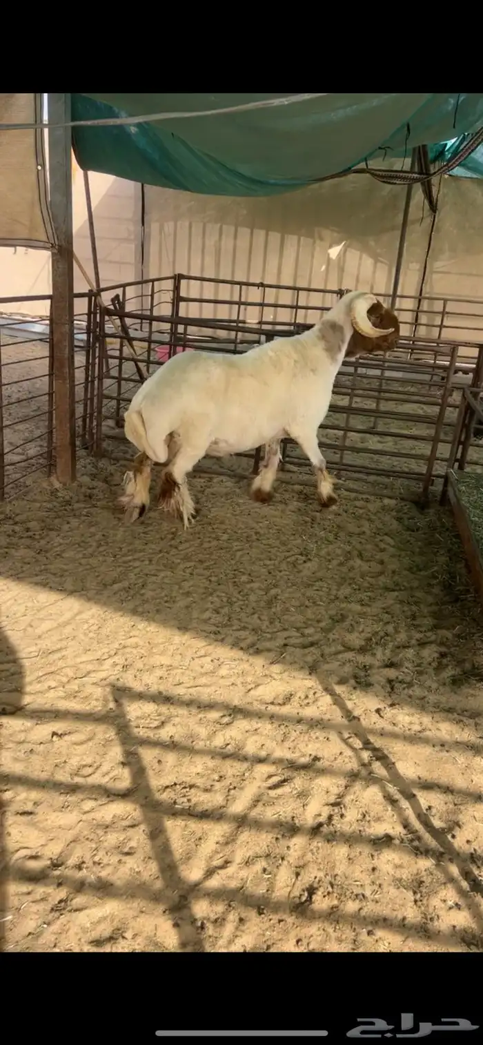 خروف فحل للبيع (تم البيع) 1
