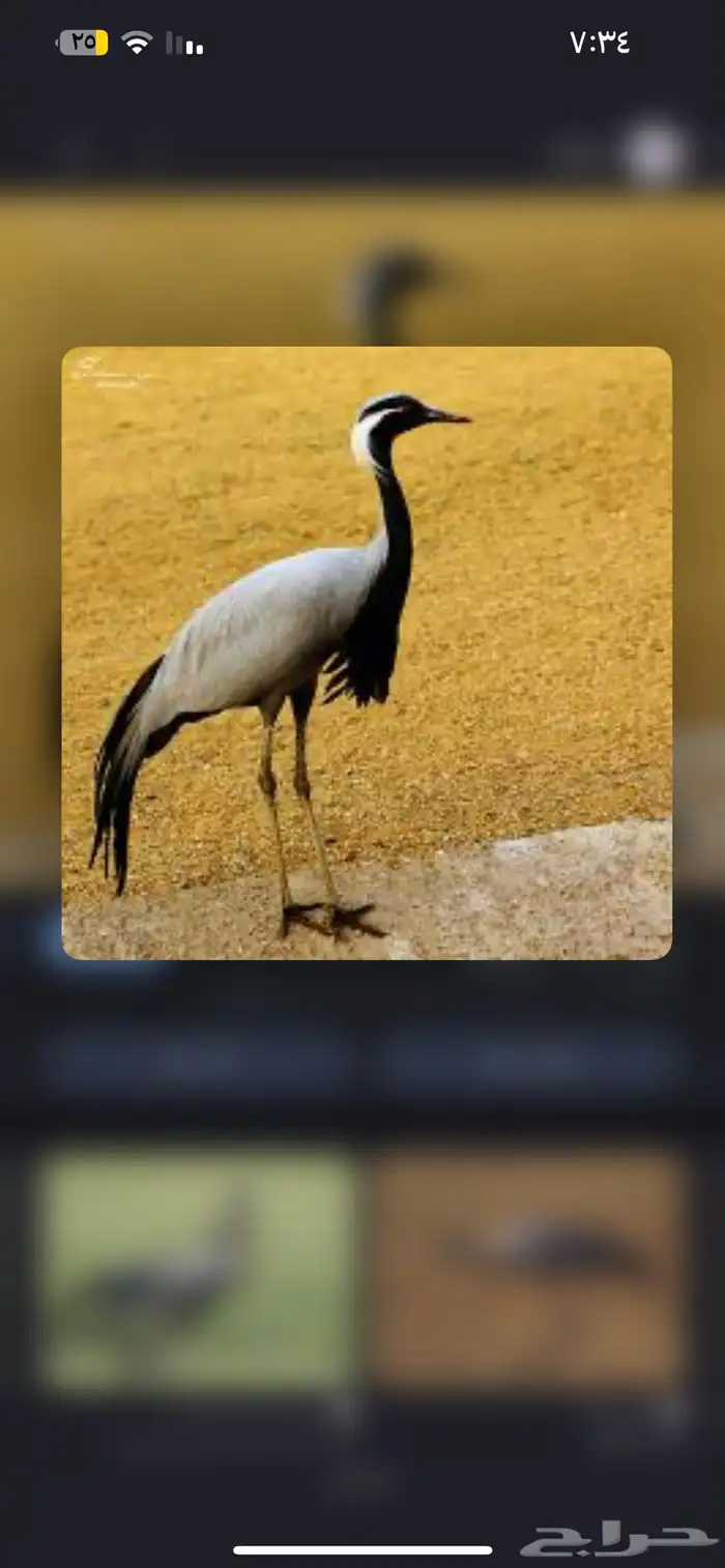 رهو للبيع تخزين فريزل الموقع ينبع 0