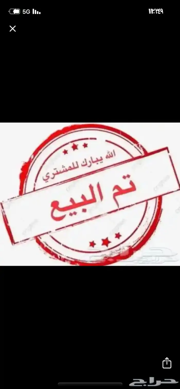 للبيع دجاج عربي ماكنتوش دم صافي 7