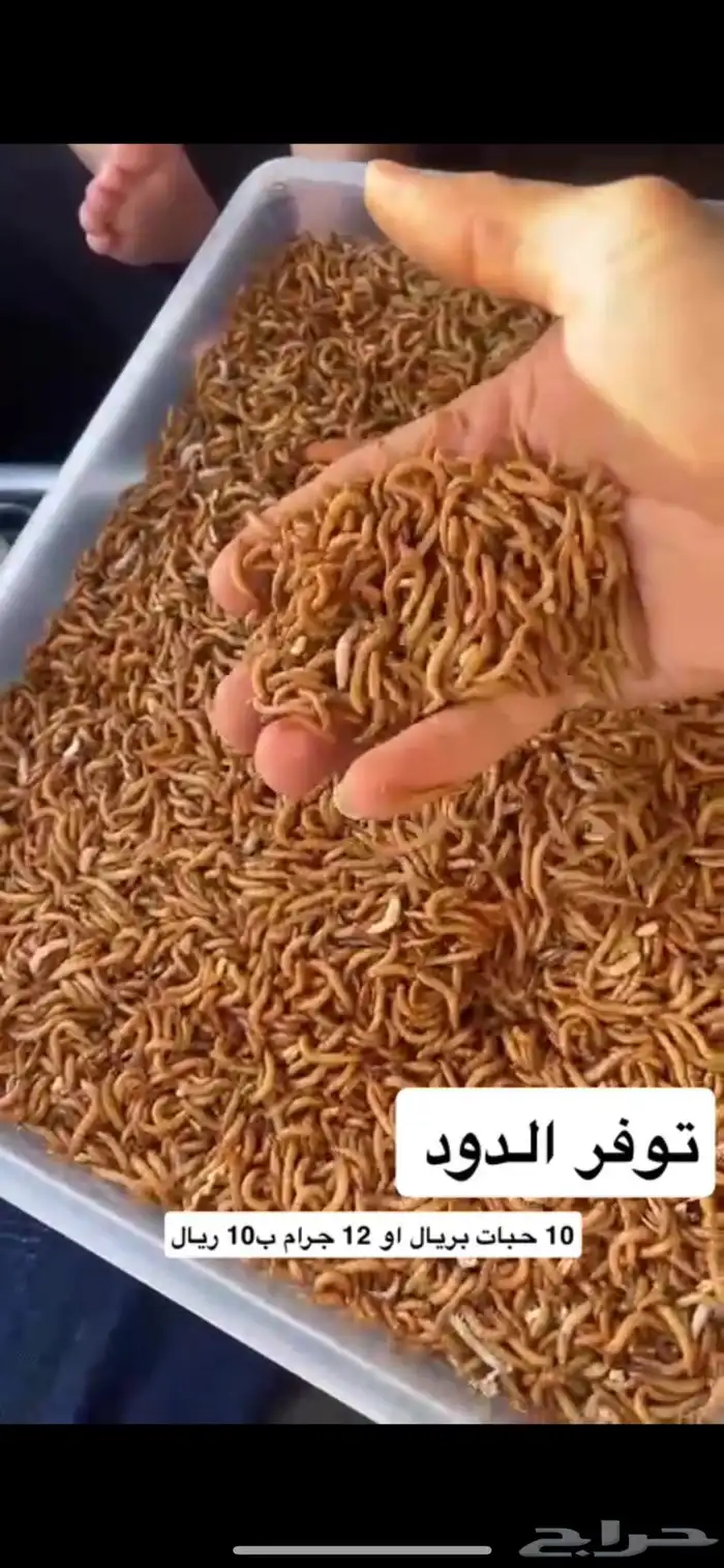 دود قبابي حي 12 جرام ب10 ريال (اكثر من 100 حبه تقريبا) 0