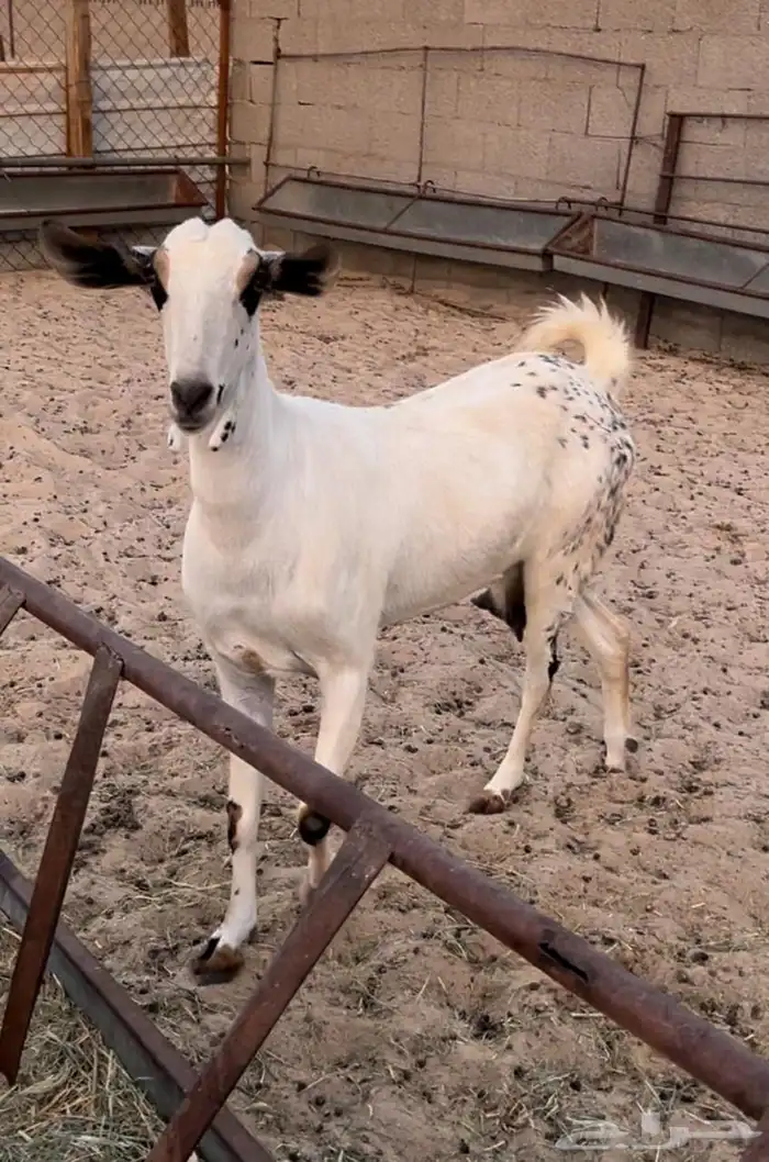 عنز بيشيه كحلا 1