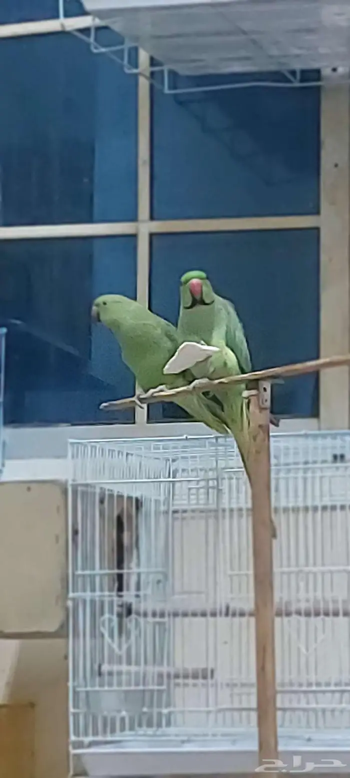 مجموعه طيور جميله للبيع 15