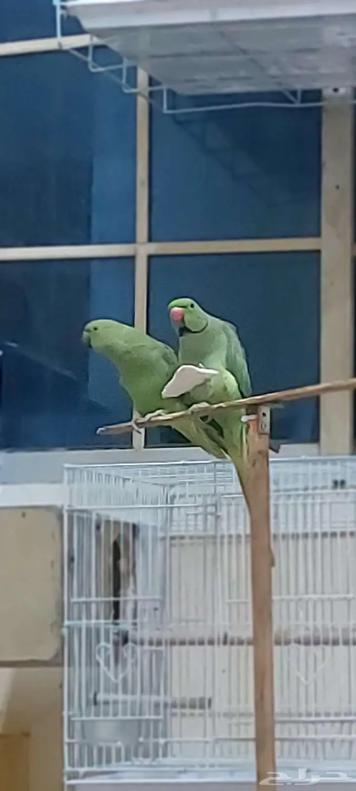 مجموعه طيور جميله للبيع 10