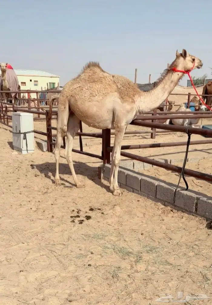 حقه بنت رزام 0