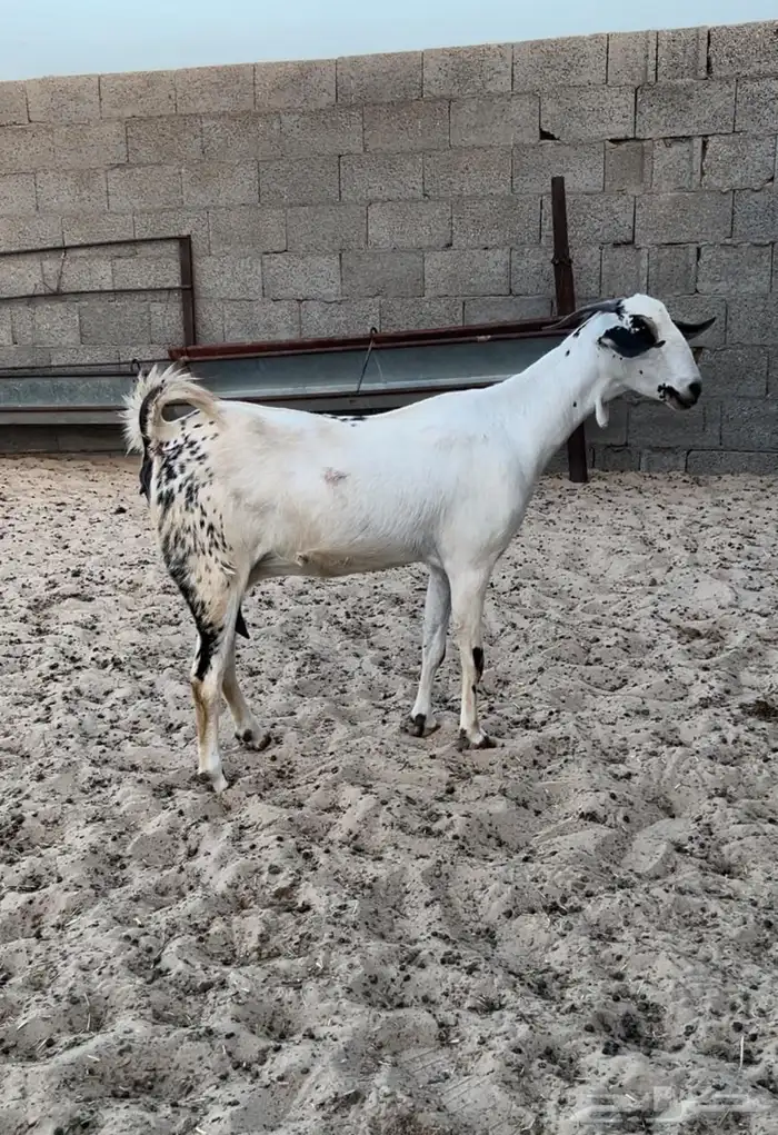 عنز بيشيه كحلا 2