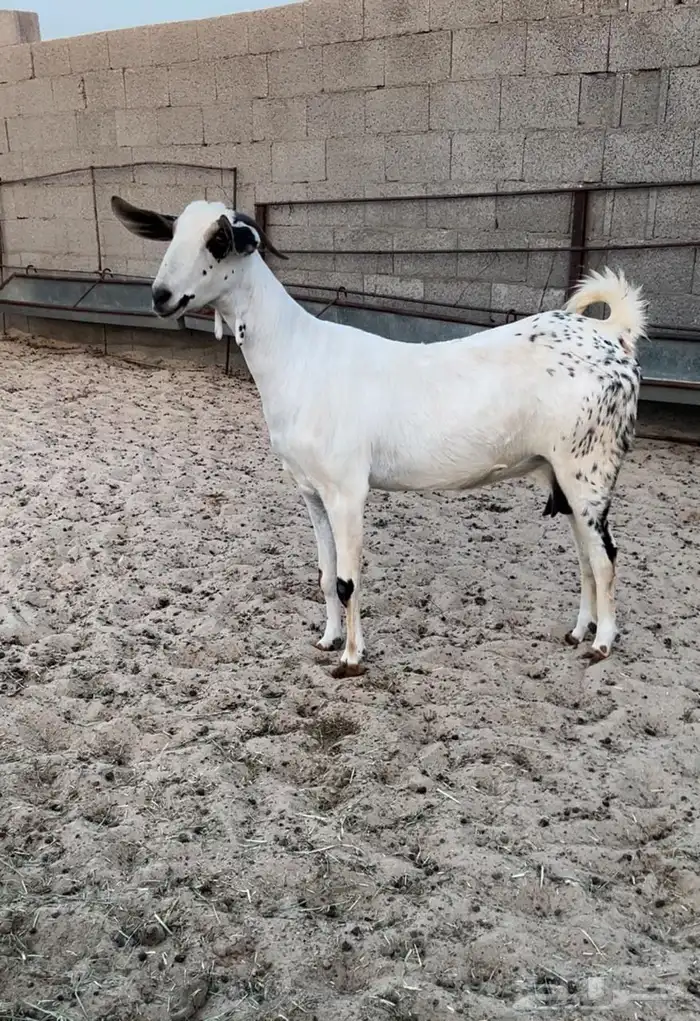 عنز بيشيه كحلا 3