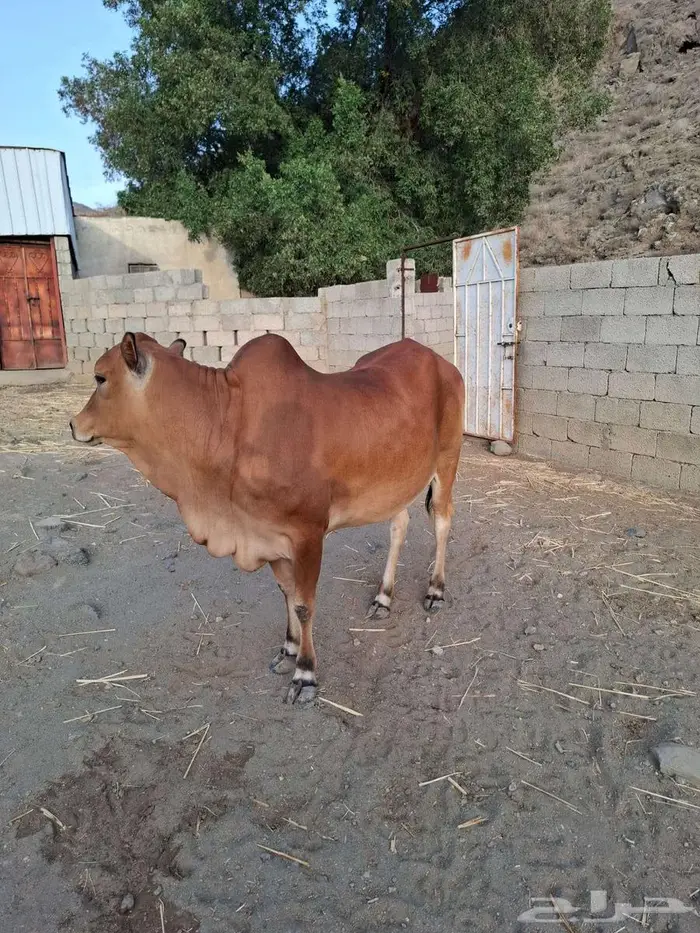 بقره دافع في 3 شهور 0