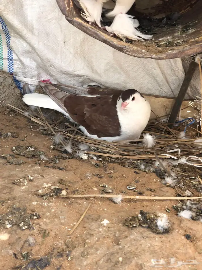 للبيع حمام 1