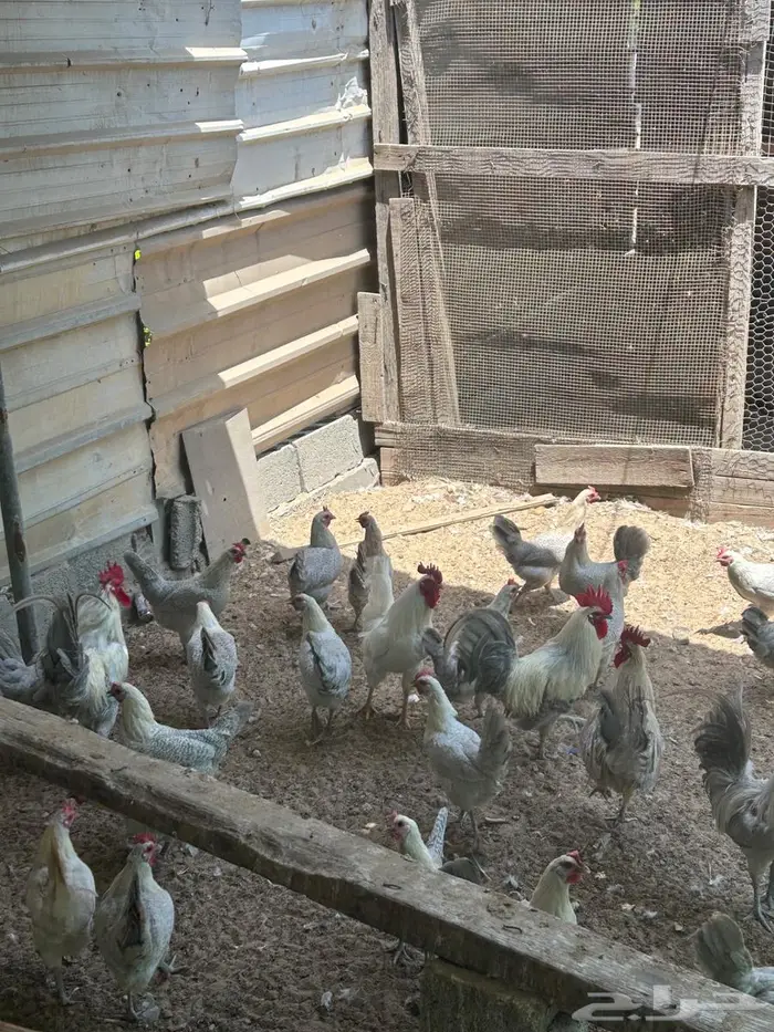 بيض فيومي الأمنيوم وقولد وشبابي مخصب 3