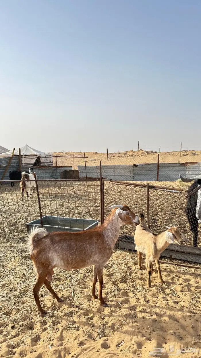 معزا معها ذبايح تم البيع 3