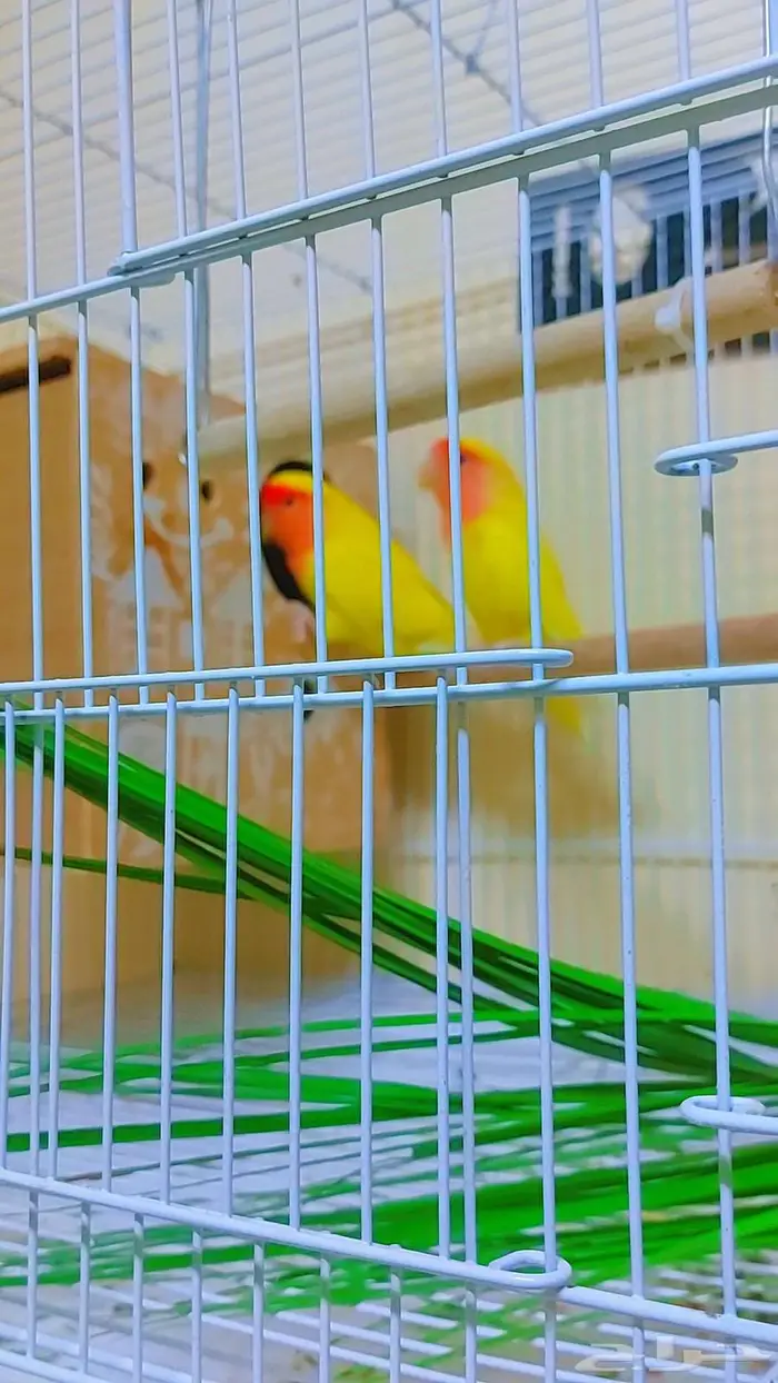 مجموعه طيور جميله للبيع 13