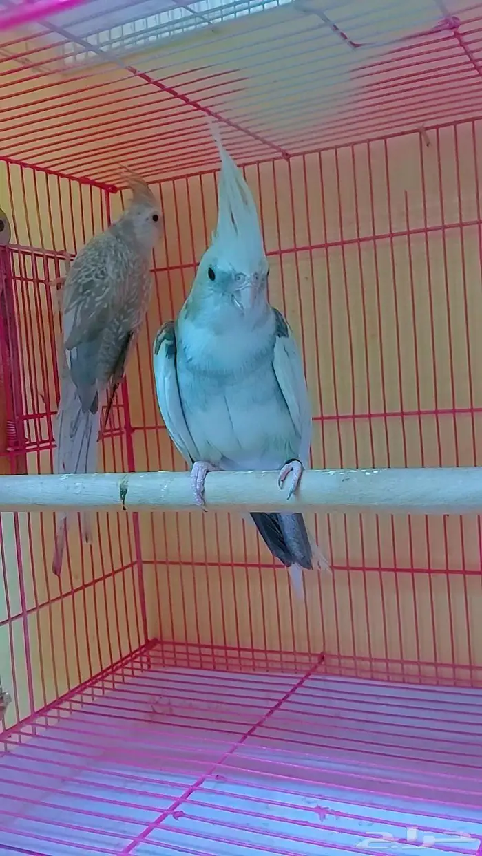 مجموعه طيور جميله للبيع 12
