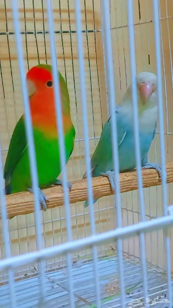 مجموعه طيور جميله للبيع 11