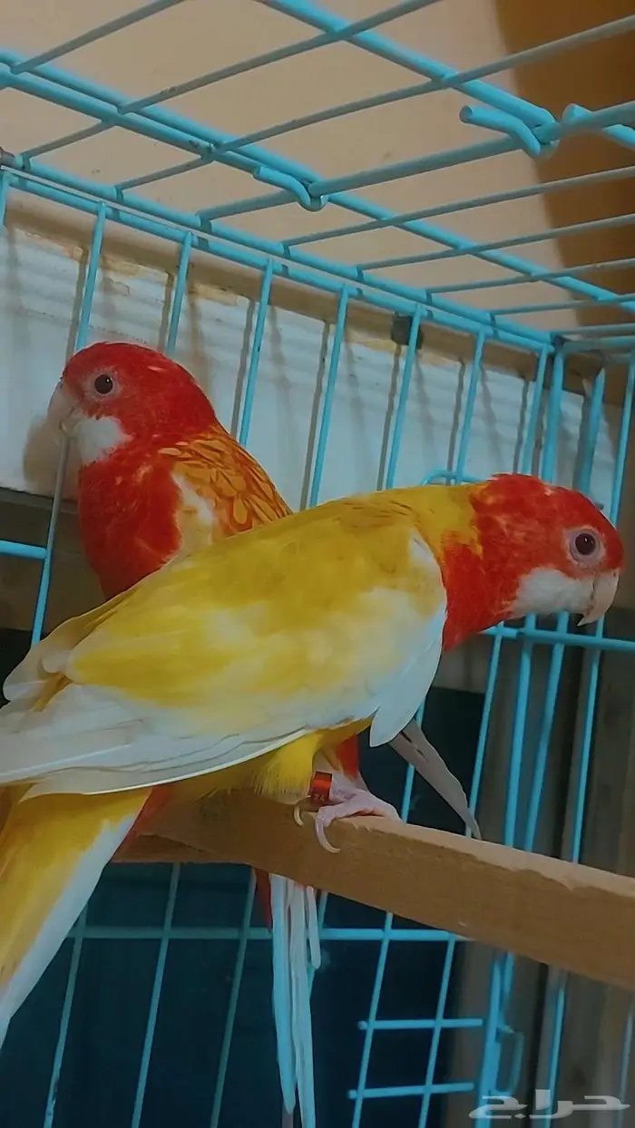 مجموعه طيور جميله للبيع 7
