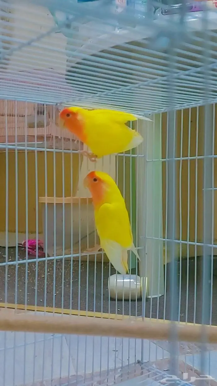 مجموعه طيور جميله للبيع 8