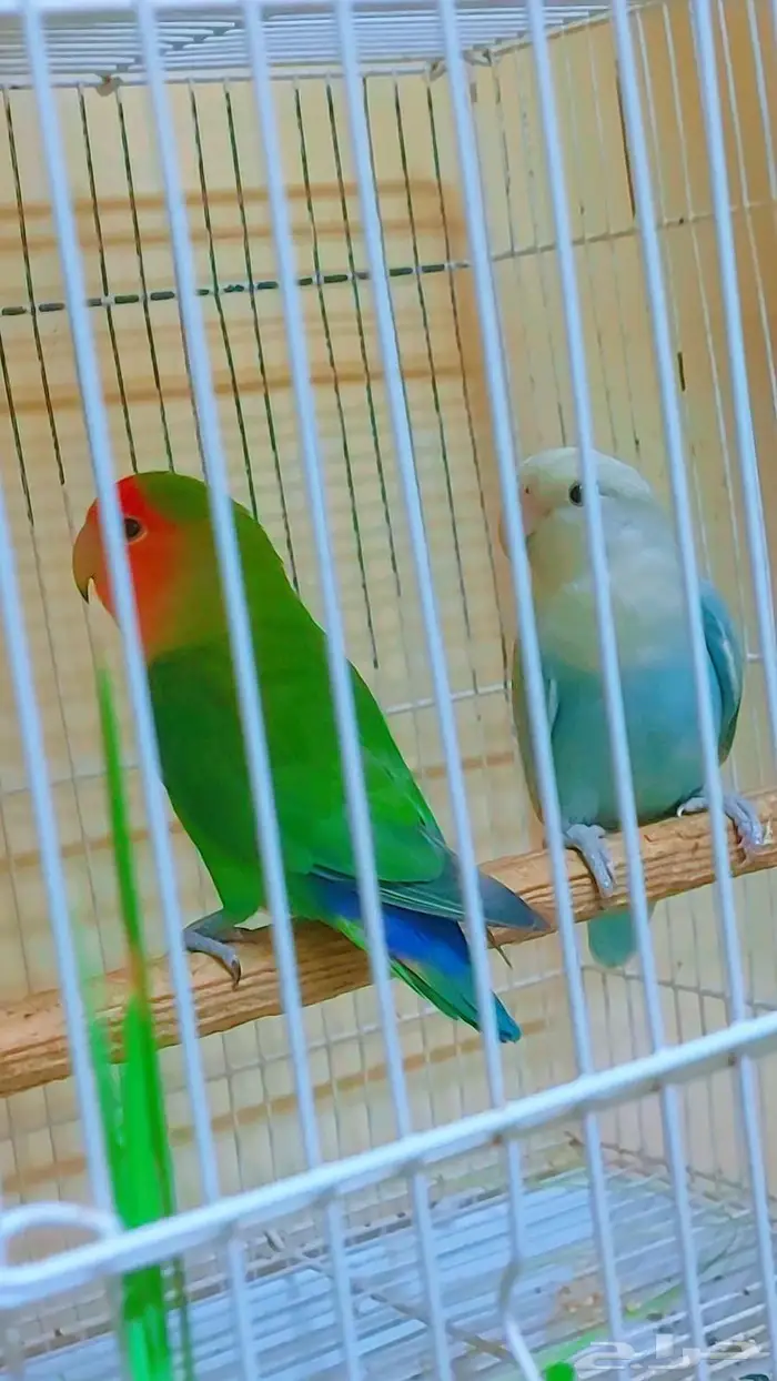 مجموعه طيور جميله للبيع 5