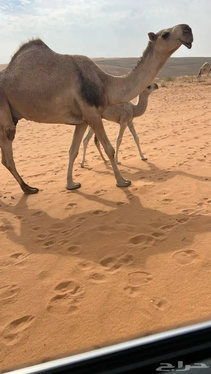 خلفه رباع حدرها قعود علياني والناقه بنت رمان المهيلب 0