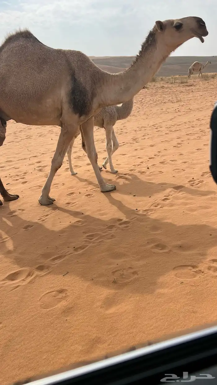 خلفه رباع حدرها قعود علياني والناقه بنت رمان المهيلب 1