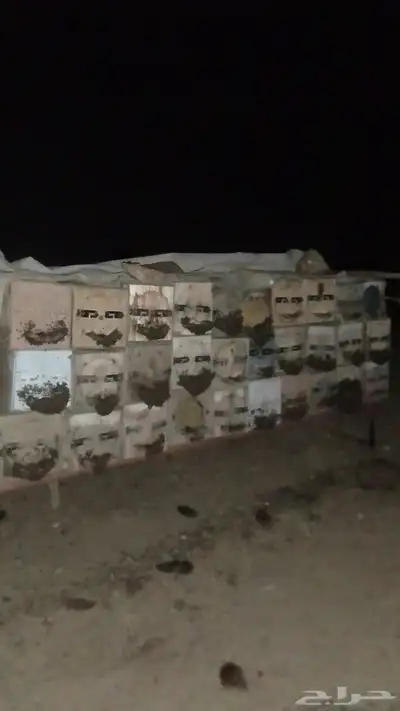 نحل بلدي 2