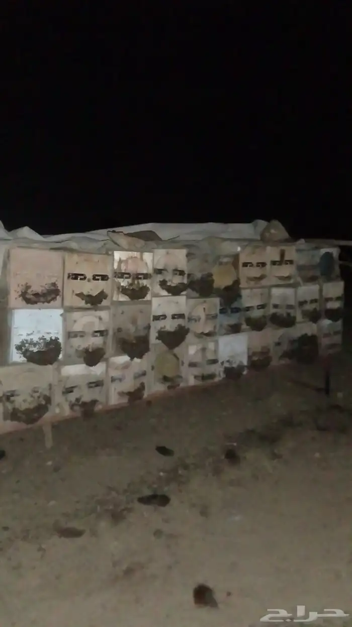 نحل بلدي 2