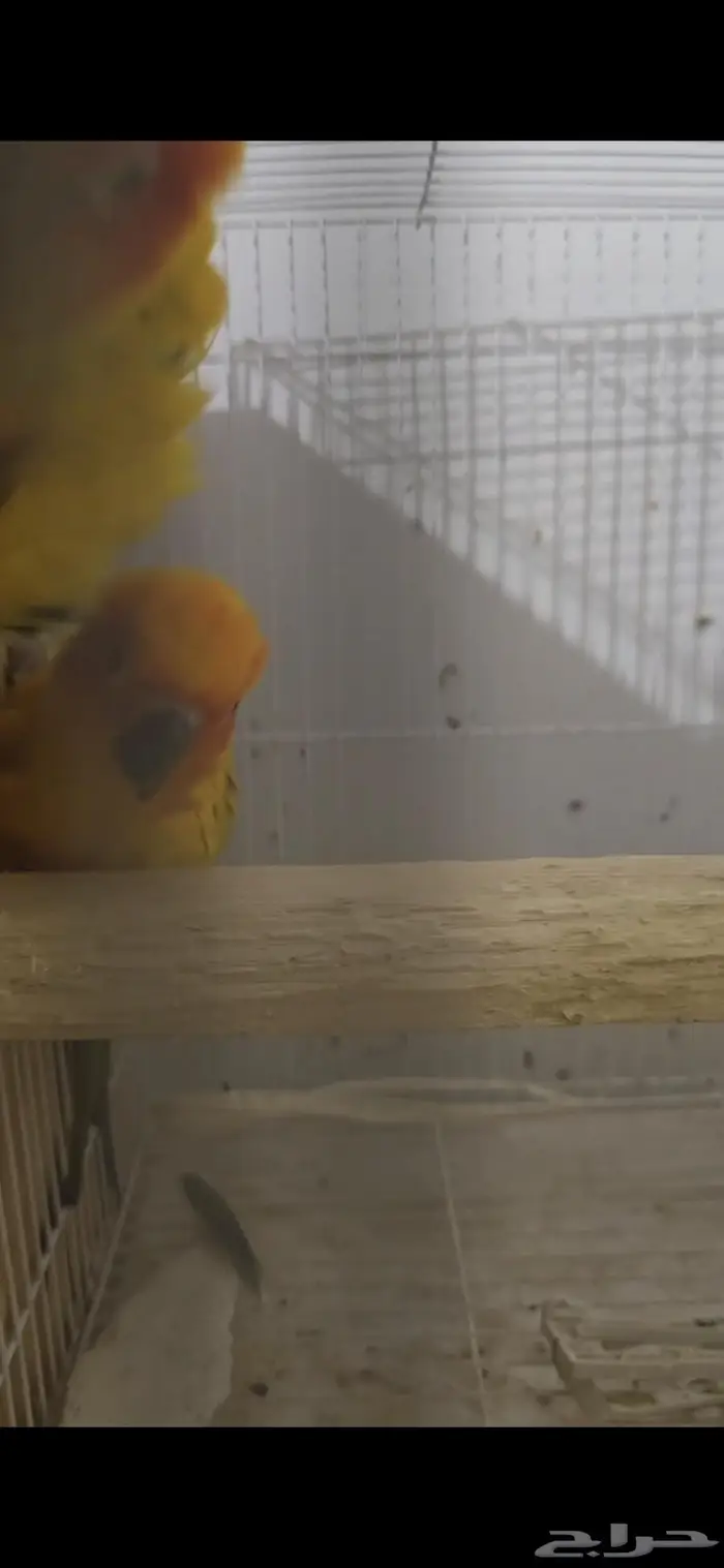 ( تم البيع )جوز صن كنيور منتج تحته 3 بيضات 1