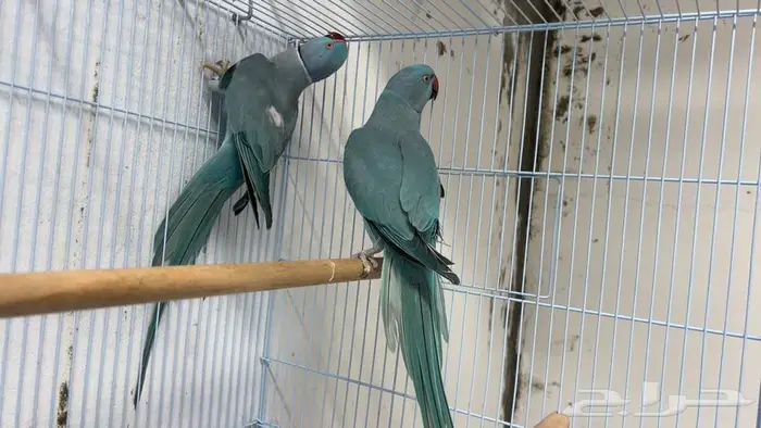 زوج دره للبيع 0
