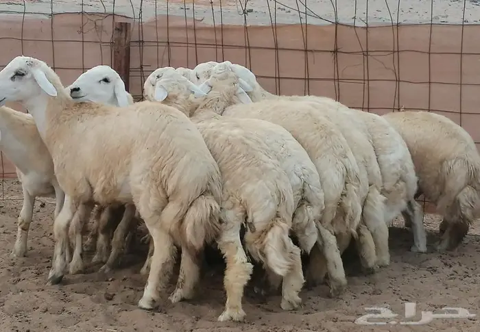 حري جذعان بريه بالكيلو مع التوصيل.. 2