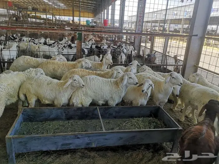 نص ذبيحة حري بسعر 750 إلى 900 حسب الوزن شامل الذبح والتوصيل 3