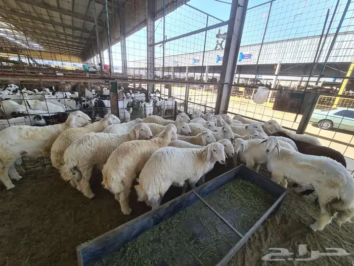 نص ذبيحة حري بسعر 750 إلى 900 حسب الوزن شامل الذبح والتوصيل 1