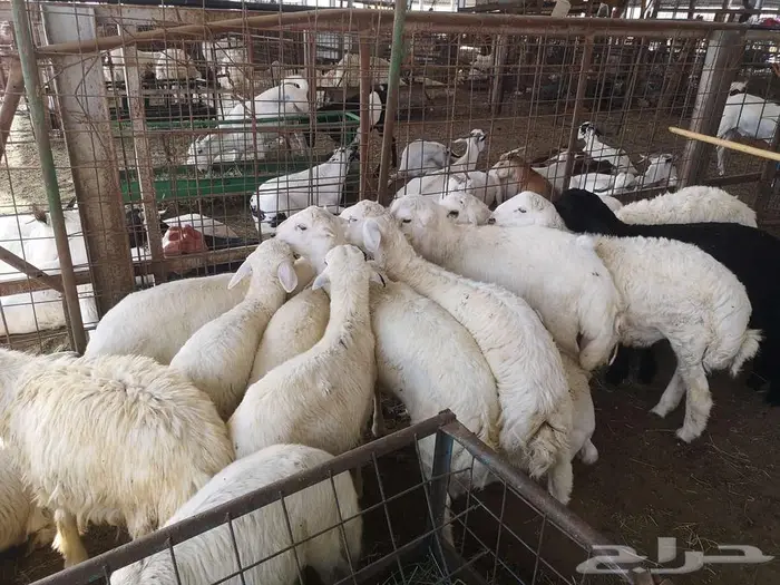 نص ذبيحة حري بسعر 750 إلى 900 حسب الوزن شامل الذبح والتوصيل 5