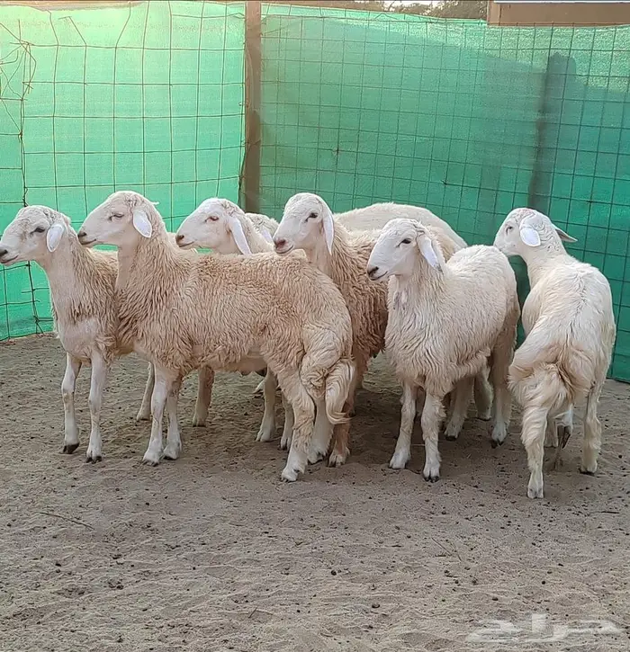 حري جذعان بريه بالكيلو مع التوصيل.. 1