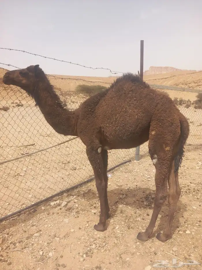 بكره سمين عمرها خمس شهور ونص سليمه من لأمراض عادها تحت أمها 1