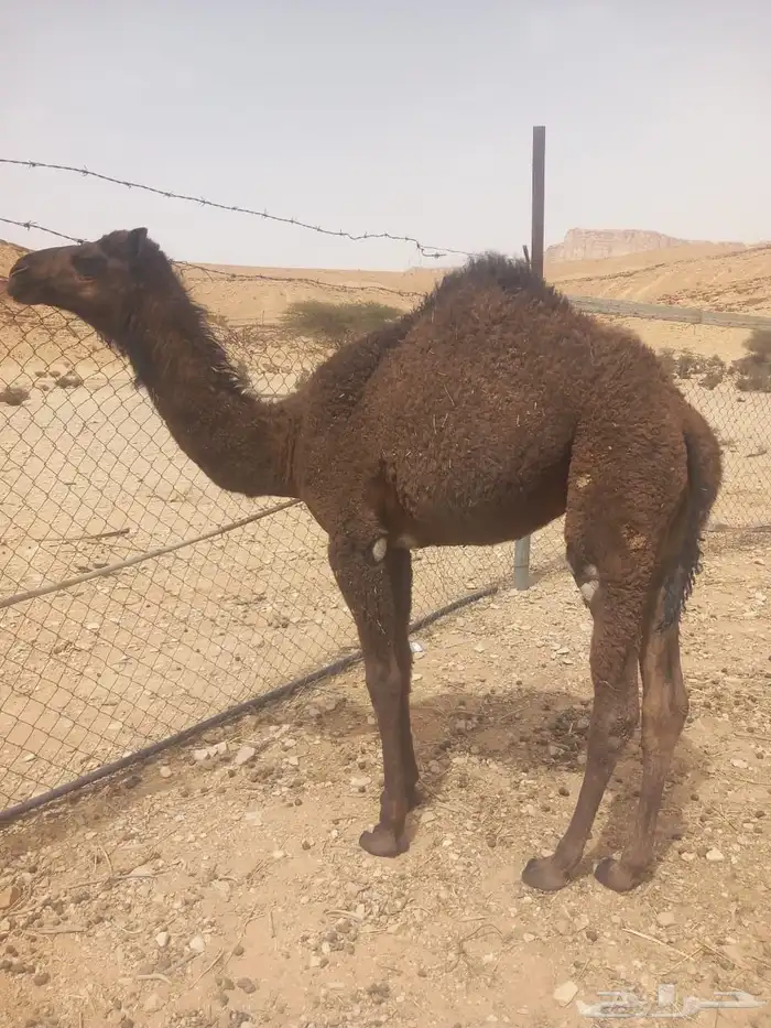 بكره سمين عمرها خمس شهور ونص سليمه من لأمراض عادها تحت أمها 3